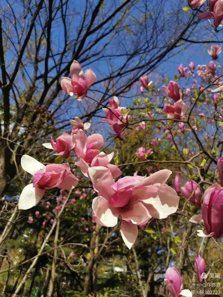 无论发生什么?春天依然会来,一切终会过去花谢花会再开!